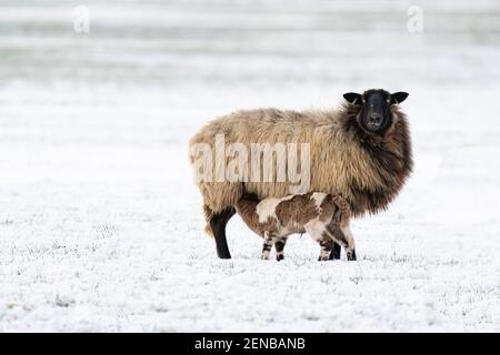 Pecora con agnello in un pascolo nevoso. L'agnello neonato beve latte dalla madre. Inverno in fattoria. Sfocatura, fuoco selettivo sull'agnello. Foto Stock