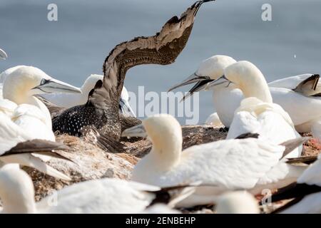 Una colonia di combattimenti di Gannets attacca un giovane uccello su una roccia. Mare sullo sfondo. Helgoland. Foto Stock