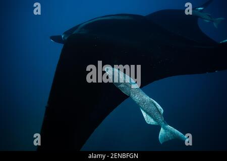 Chiudi la foto del raggio di manta con il pesce attaccato Foto Stock