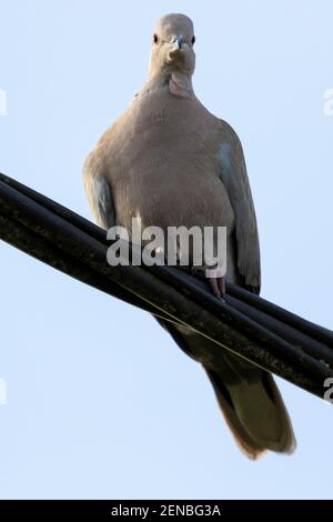 Un ritratto ravvicinato di un semplice piccione seduto su un filo elettrico nero ad alta tensione. L'uccello si sta guardando intorno con un cielo blu chiaro dietro di esso dur Foto Stock