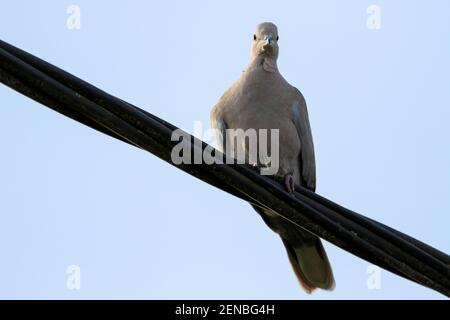 Un ritratto di un semplice piccione seduto su un filo elettrico nero ad alta tensione. Il filo era l'uccello è seduto su piste attraverso il telaio diagonalmente Foto Stock