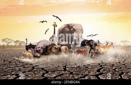 Molti animali africani sul terreno desertico della siccità Foto Stock