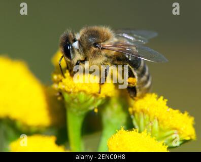 Particolare di ape o di ape in latino Apis mellifera, europeo o occidentale ape miele impollinato del fiore giallo Foto Stock