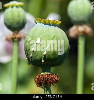 semi di papavero a fette per l'oppio, particolare di papavero di oppio in latino papaver somniferum Foto Stock