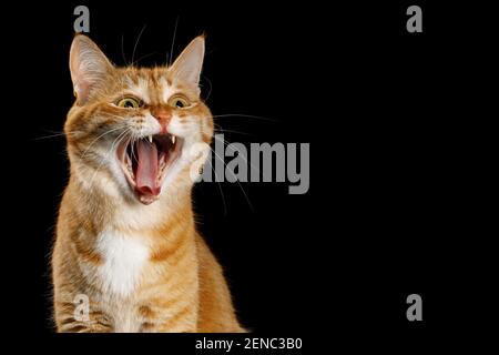 Divertente Ritratto di stupore Ginger Cat con bocca aperta e. Occhi grandi su sfondo nero isolato Foto Stock