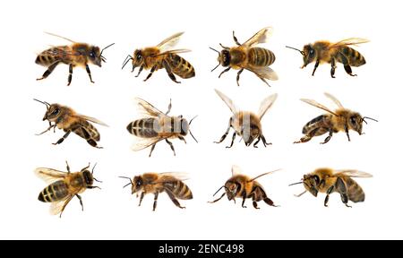 Gruppo di api o di api in latino Apis mellifera, europeo o occidentale ape miele isolato su sfondo bianco, api dorate Foto Stock