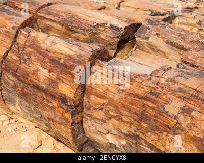 Un pezzo di legno pietrificato, foresta pietrificata a Damaraland, Namibia, Africa Foto Stock