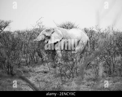 Elefante africano nella boccola Foto Stock