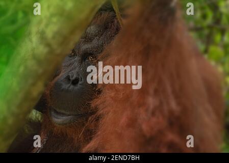 Samboja Lodge zachranná stanice orangutanů Foto Stock