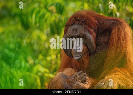 Samboja Lodge zachranná stanice orangutanů Foto Stock