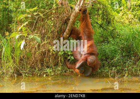 Samboja Lodge zachranná stanice orangutanů Foto Stock