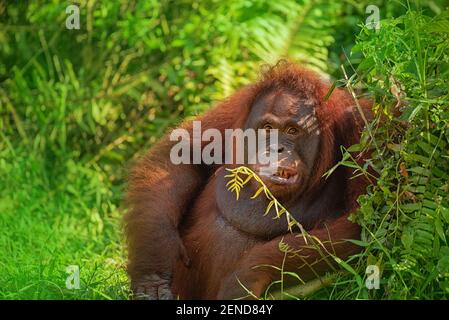 Samboja Lodge zachranna stanice orangutanů Foto Stock