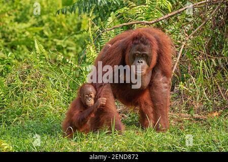 Samboja Lodge zachranna stanice orangutanů Foto Stock