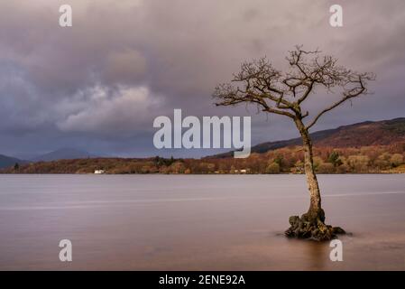 Maestosa immagine paesaggistica di Milarrochy Bay sul Loch Lomond in Scottish Highlands con una splendida lira invernale serale Foto Stock