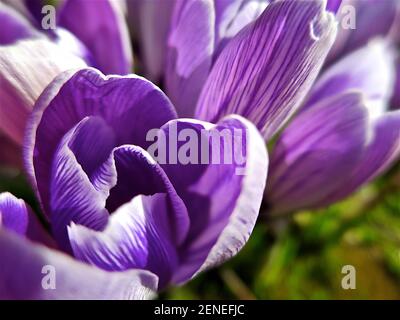 Primo piano di crocus viola in fiore in primavera a Gargrave, North Yorkshire. REGNO UNITO Foto Stock