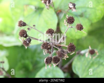 Fiori di farfugium japonicum secchi. Malaga, Spagna. Foto Stock