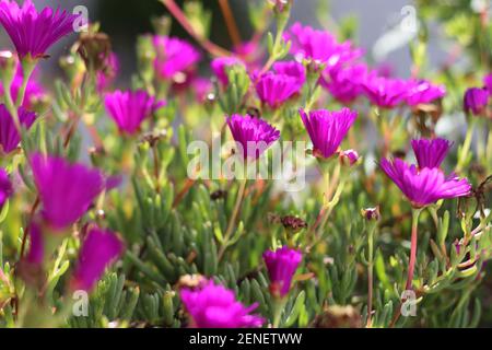 Lampranthus spectabilis. Foto Stock