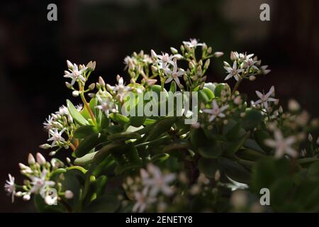 Fiori di Giada pianta, Crassula ovata, pianta succulenta in un giardino. Malaga, Spagna. Foto Stock