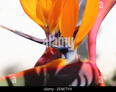 Primo piano di uccello di fiore paradiso. Malaga, Spagna. Foto Stock