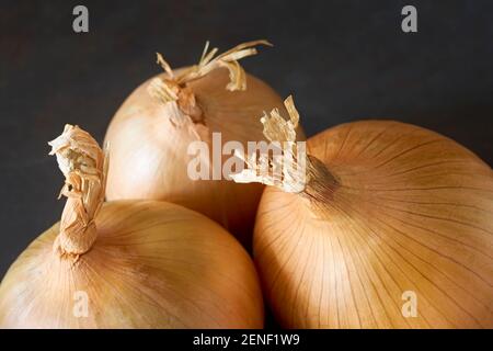 Un gruppo di bulbi a cipolla bianca biologica con guscio dorato. Primo piano su sfondo scuro. Foto Stock