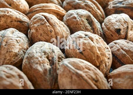 Closeup di noci organiche raccolte di recente da un albero del genere Juglans. Immagine con messa a fuoco selettiva. Foto Stock