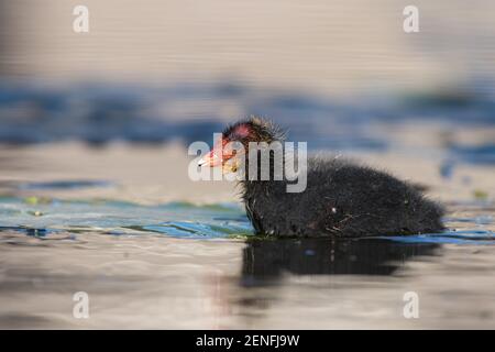 Un Coot eurasiatico nuoto (Fulica atra) pulcino. Fotografato nei Paesi Bassi. Foto Stock