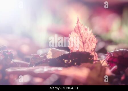 Foglie secche sul pavimento della foresta retroilluminate dal sole del pomeriggio.Dreamlike autunno natura abstract.Ground level prospettiva. Foto Stock