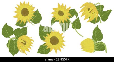 Raccolta di girasoli isolata su sfondo bianco. Illustrazione vettoriale in stile piatto disegnato a mano. Illustrazione Vettoriale