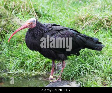 Un uccello ibis calvo nero in piedi su un laghetto Foto Stock