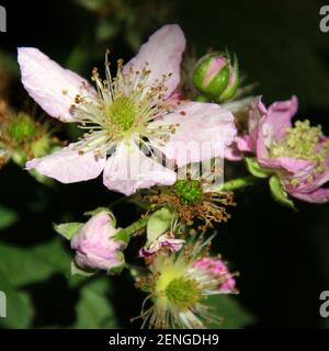 BlackBerry fiorisce in diverse fasi della fioritura Foto Stock
