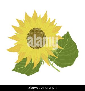 Girasoli isolati su sfondo bianco. Illustrazione vettoriale Illustrazione Vettoriale