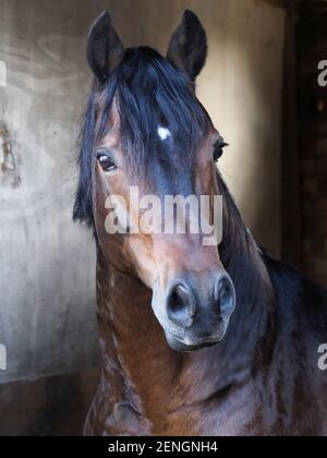 Un colpo di testa di uno stallone gallese della baia stupefacente. Foto Stock