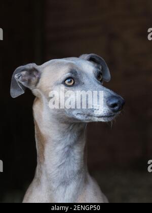 Un colpo di testa di un bel Whippet su uno sfondo nero. Foto Stock