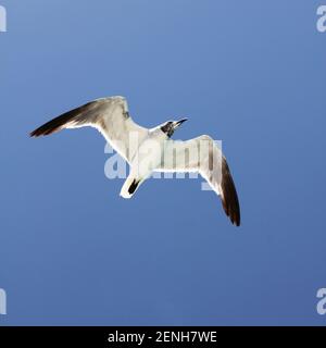 Un unico gabbiano volante contro un cielo blu chiaro Foto Stock