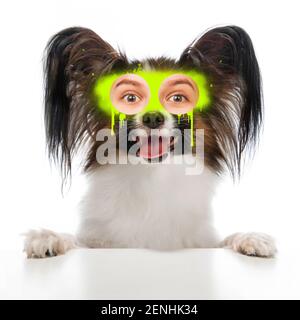 Arte contemporanea collage concetto. Ritratto di cane con gli occhi umani, stile di graffità. Concetto di design moderno, surrealismo, divertimento, creatività, ispirazione. Montaggio immagine divertente. Foto Stock
