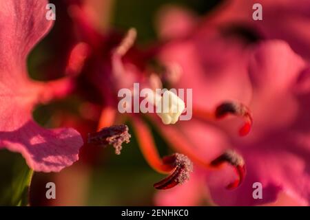 Primo piano dello Stamen e stili di un selvaggio rosa Fiore di Gaura Foto Stock