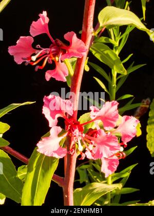 I delicati e intricati fiori di un fiore rosa di Gaura, conosciuto anche come fiore di ape Foto Stock