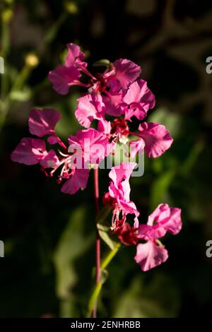 I delicati e intricati fiori di un fiore rosa di Gaura, conosciuto anche come fiore di ape Foto Stock