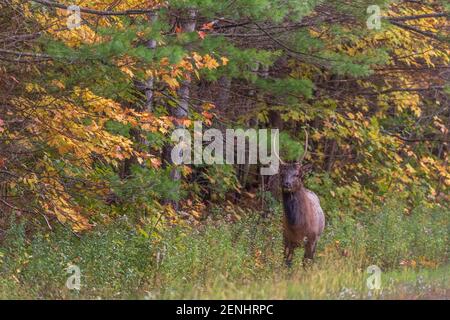 Giovane alce di toro sul lato della strada nella Foresta Nazionale di Chequamegon nella zona del lago di Clam. Foto Stock