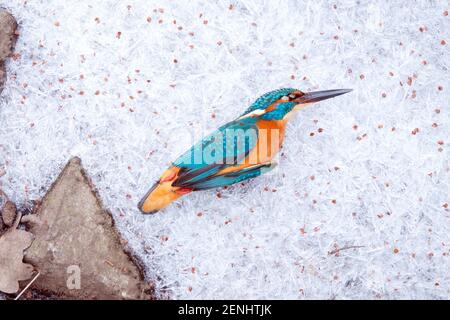 Toter Eisvogel; Alcedo atthis; Erfroren, Inverno Foto Stock