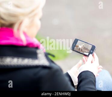 Schermi di telecamere per animali domestici e proprietari che guardano animali domestici su dispositivi mobili. Monitoraggio animali domestici da parco, ufficio e zar. Foto Stock