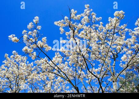 (Amelanchier lamarckii), Familie der Rosengewaechse (Rosaceae), Unterfamilie Spiraeoideae, Tribus Pyreae, Untertribus Foto Stock