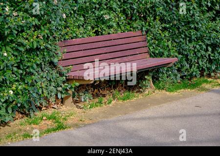 Panca di legno annegata all'interno delle piante verdi e edera vicino al percorso fatto di asfalto. Traduzione di parole esistenti sul banco è 'Bursa comune' Foto Stock