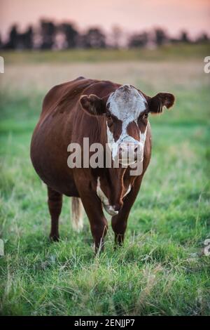 Mucca nella campagna di Pampas, provincia di la Pampa, Patagonia, Argentina. Foto Stock