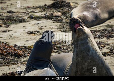 Le foche dell'Elefante Nord (Mirounga angustirostris) sulla spiaggia, California Foto Stock