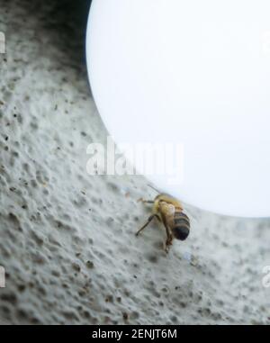 Animali e insetti di Buenos Aires Foto Stock