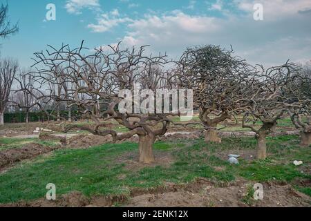 Disegno decorativo e albero essiccato in un parco botanico a Bursa, Turchia. Foto Stock