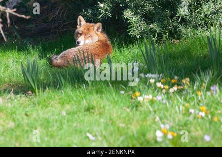 Londra, Regno Unito, 26 febbraio 2021: Una volpe prendisole gode del tempo mite sul prato di un giardino nel sobborgo di Londra di Clapham. Anna Watson/Alamy Live News Foto Stock