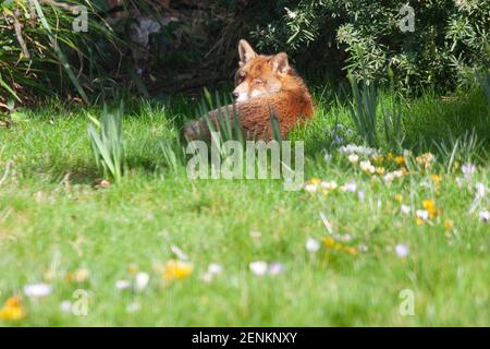 Londra, Regno Unito, 26 febbraio 2021: Una volpe prendisole gode del tempo mite sul prato di un giardino nel sobborgo di Londra di Clapham. Anna Watson/Alamy Live News Foto Stock