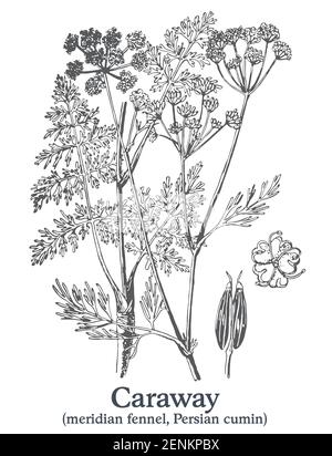 Caraway. Pianta disegnata a mano vettoriale. Disegno di piante medicinali vintage. Illustrazione Vettoriale